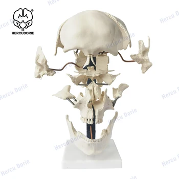 Craniu Model, Dezmembrată de Viață-Size Anatomia Craniului Model Didactic Versiune, Beauchene Craniu Modele pentru învățământul Medical Le