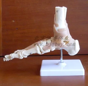 Funcțional comun glezna model comun picior anatomie model comun picior model cu ligament al piciorului uman os