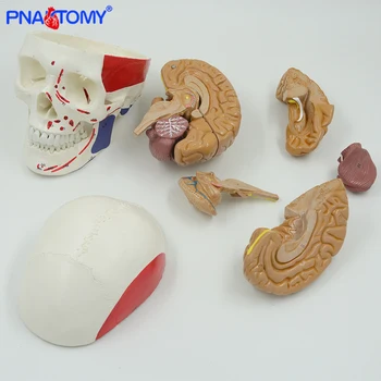 Anatomia creierului Model Detașabil 8 Piese cu Instrucțiuni și Muscular Craniu Model de Viață Dimensiune Medicină Folosit PNATOMY