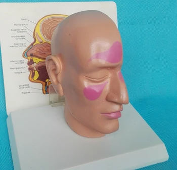 Craniu uman cu model cap de Otorinolaringologie Anatomice model Modelul de Predare
