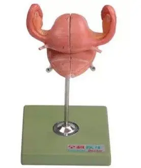 Uterul vaginale anatomice urinare trompelor Uterine și ovarelor model 8*11*8.5 cm