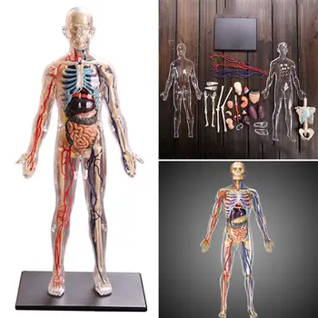 4D Asamblat Corpul Uman Detașabil Muschi, Organe Și Oase Copii Anatomie Jucărie