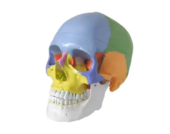 Craniu model standard arta medicala anatomie os orală predare resuscitare cardiopulmonara simulatoare de prim ajutor de calificare tren asistenta