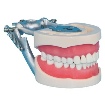 Echipamente stomatologice dentiția Adultă dentare model de transport gratuit