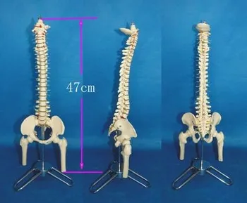 Coloanei vertebrale uman model de Schelet osos Medicale modelul de Predare transport gratuit