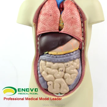 ENOVO modelul Anatomice anatomice model de anatomie uman organe interne
