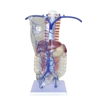 Vena portă și circulația colaterală model Schematic modelul de om vasculare pulmonare distribuție naturală dimensiune 40*28*74cm