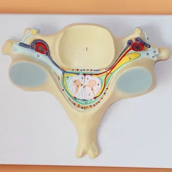 Vertebra cervicală a măduvei spinării nerv Spinal Zoom model 7.5*32*24cm livrare gratuita