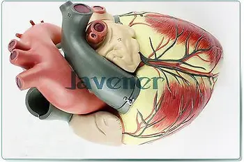 Amplifica Umane Anatomice Ecografie Inima Anatomie Viscere Modelul Medical