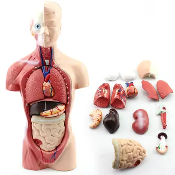 Cuvinte cheie: anatomia omului; organe model; portbagaj model;