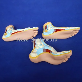 Normal, Plate și Arcuite Modelul Picioare,picior uman model 3pcs/set
